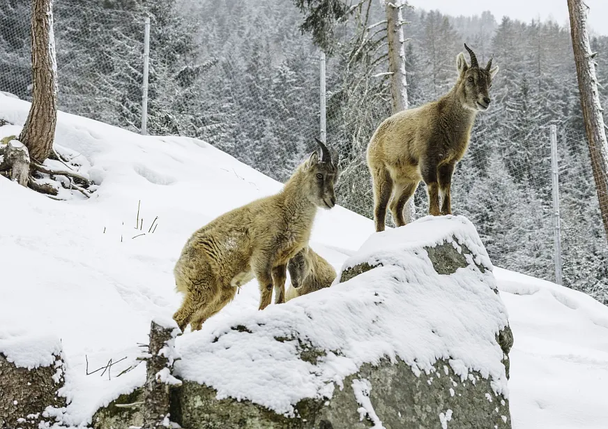 Winter im Steinbockzentrum