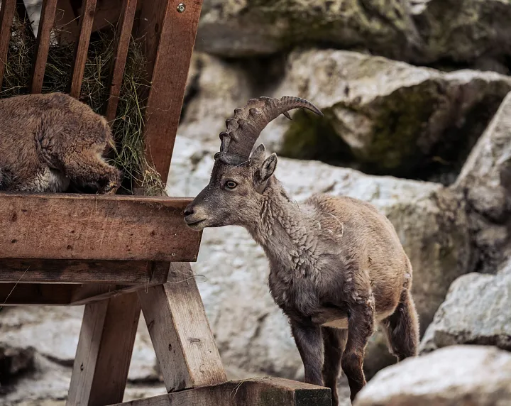 Wildtiergehege