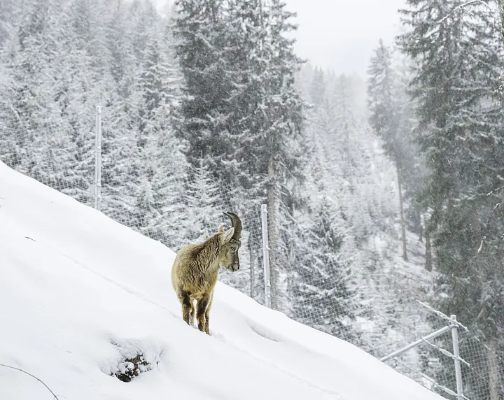 Winter im Steinbockzentrum