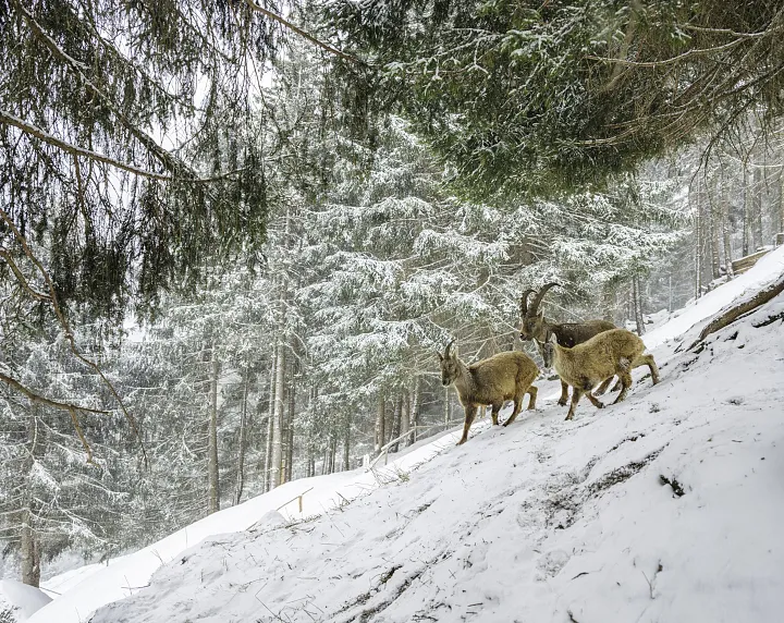 Winter im Steinbockzentrum