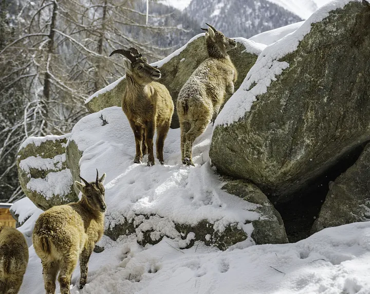 Winter im Steinbockzentrum