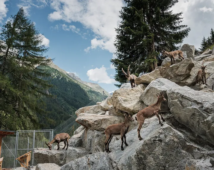 Steinbock- und Murmeltiergehe im Tiroler Steinbockzentrum