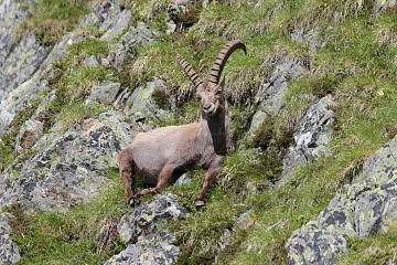 Steinbock im Verpeil