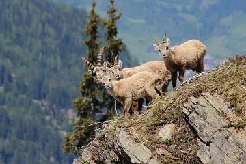 Steinböcke im Naturpark Kaunergrat