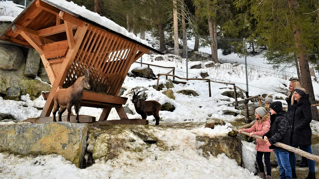Das Steinbockzentrum im Pitztal